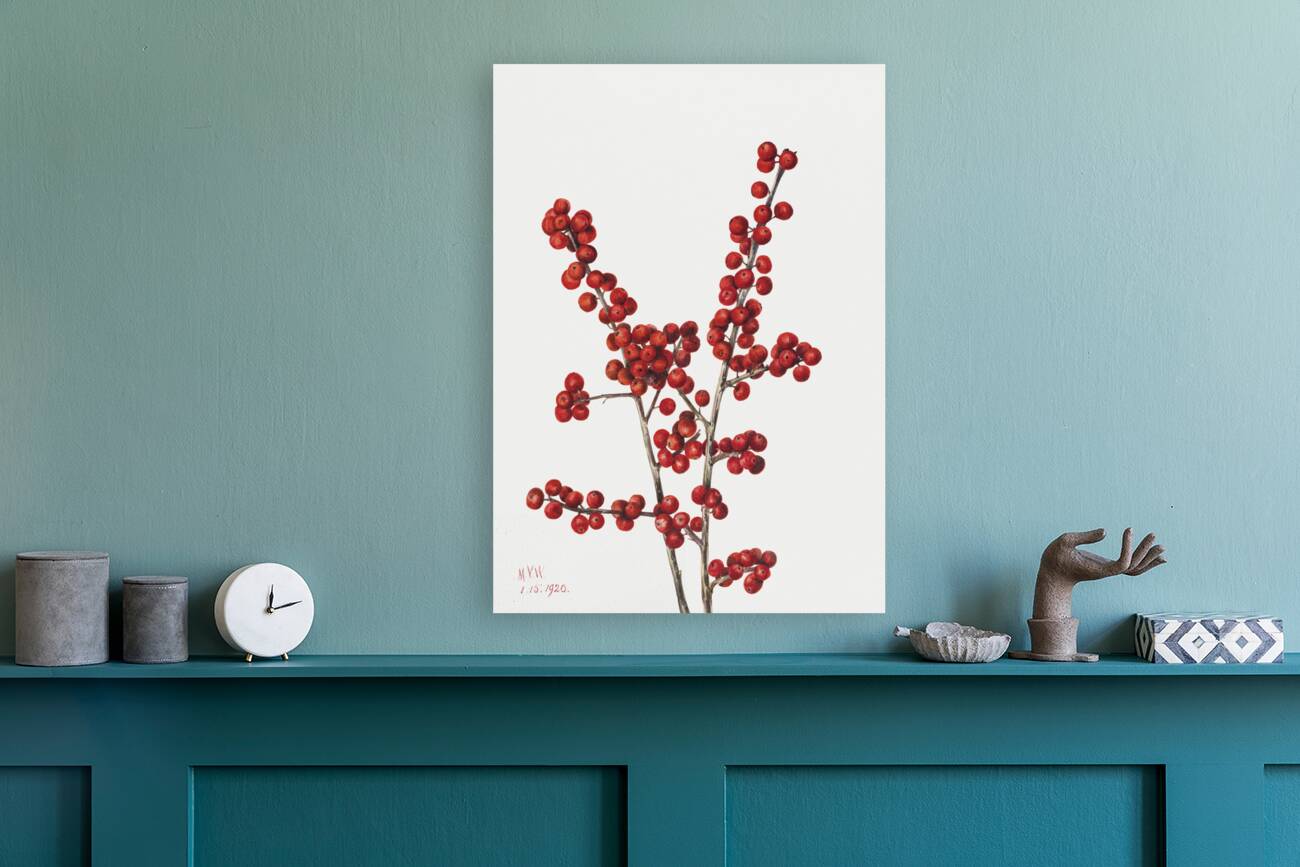 Winterberry Ilex verticillata 1920 Reproduction