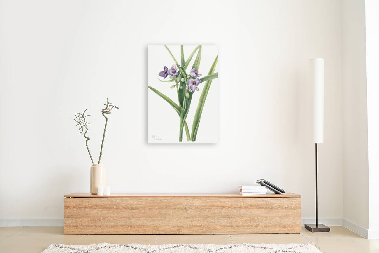 Virginia Spiderwort Tradescantia virginiana 1920 Reproduction