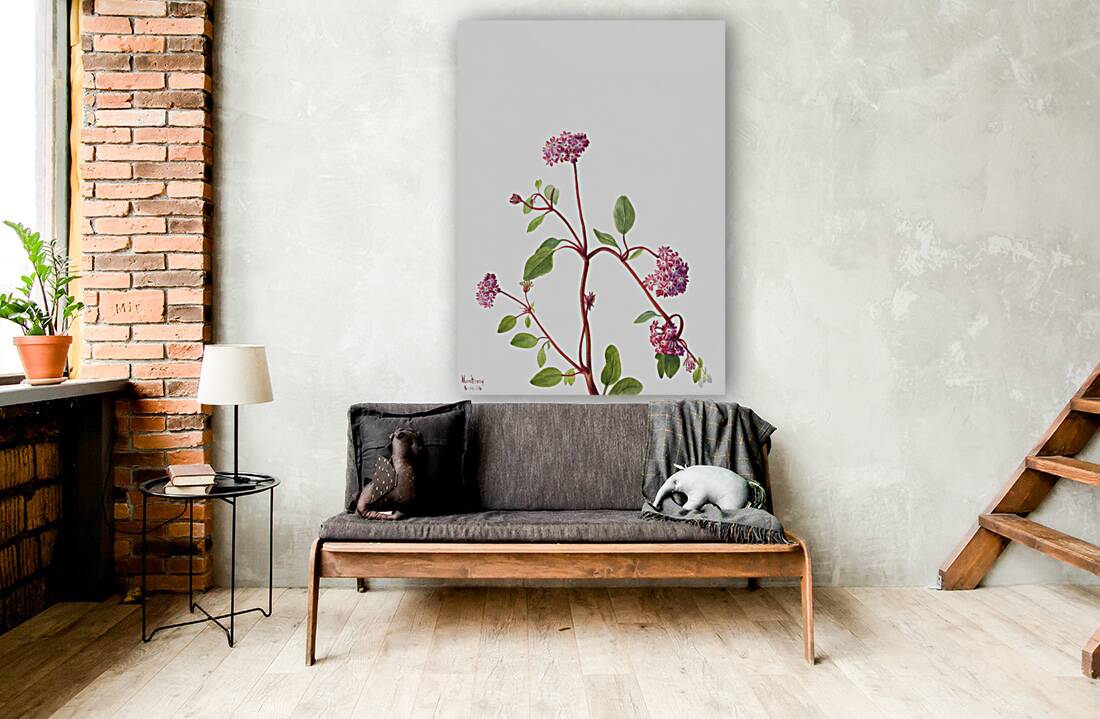 Sand Verbena Abronia umbellata 1936 Reproduction