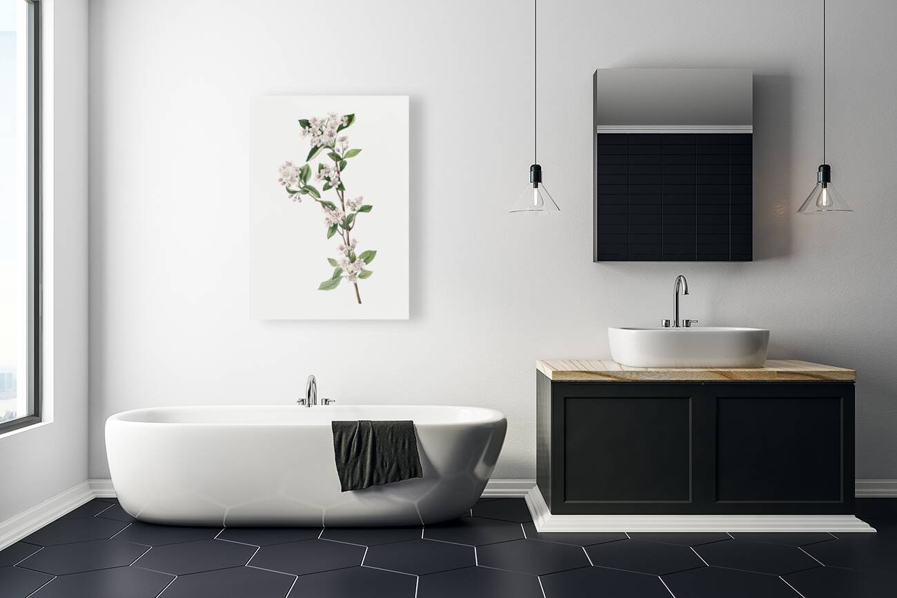 Cucumbertree Magnolia acuminata 1922 Reproduction