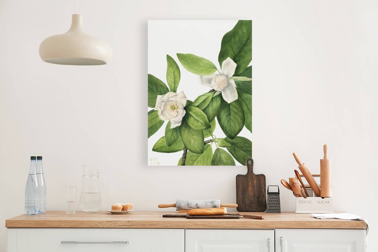Sweetbay Magnolia virginiana 1927 Reproduction