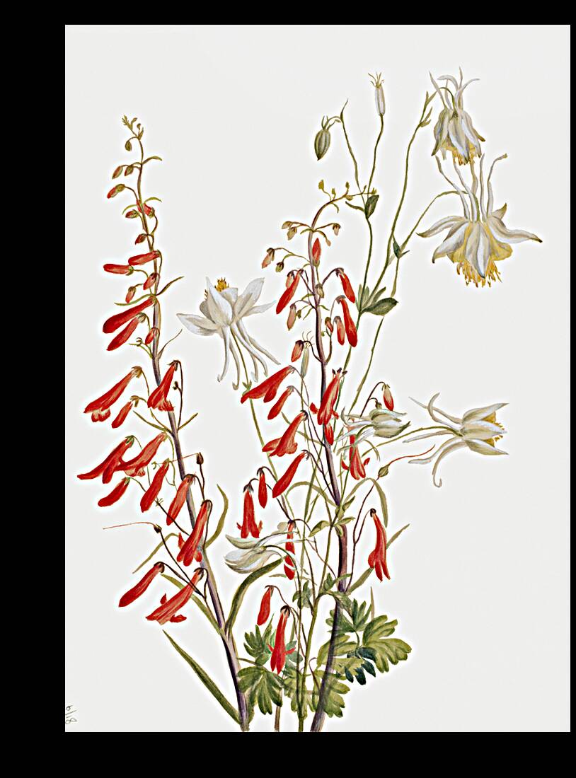 Flower Study 1883–1900 Reproduction