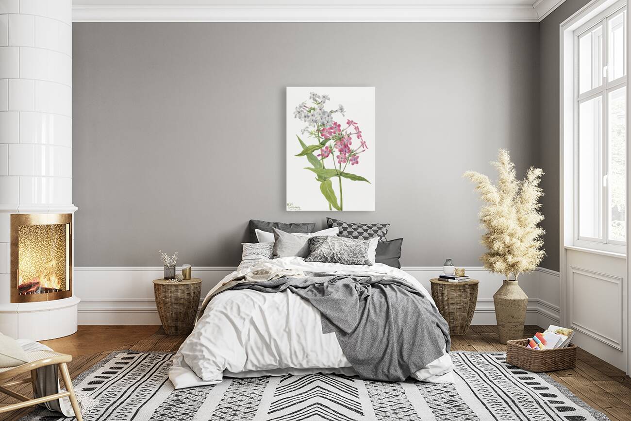 Perennial Phlox Phlox paniculata 1934 Reproduction