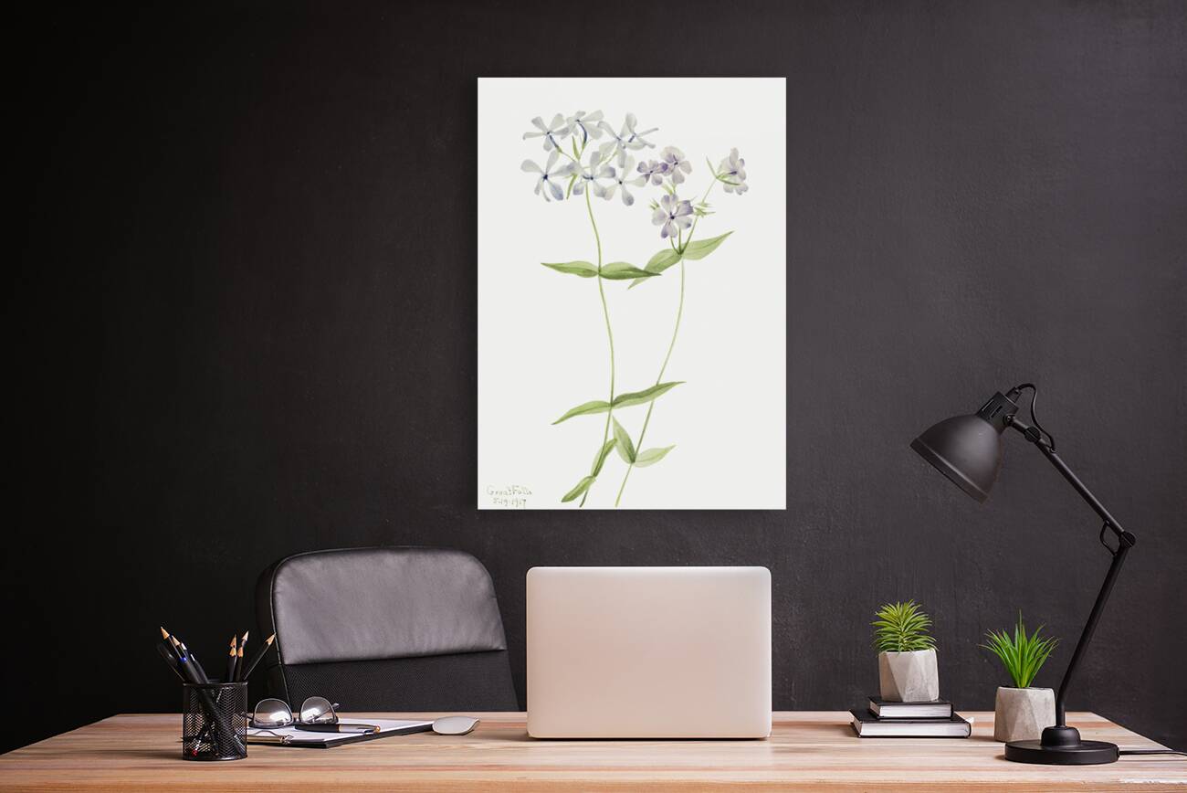 Blue Phlox Phlox divaricata 1917 Reproduction