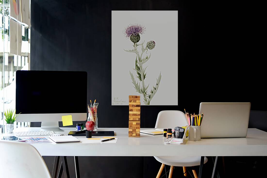 Prairie Thistle Cirsium undulatum 1923 Reproduction