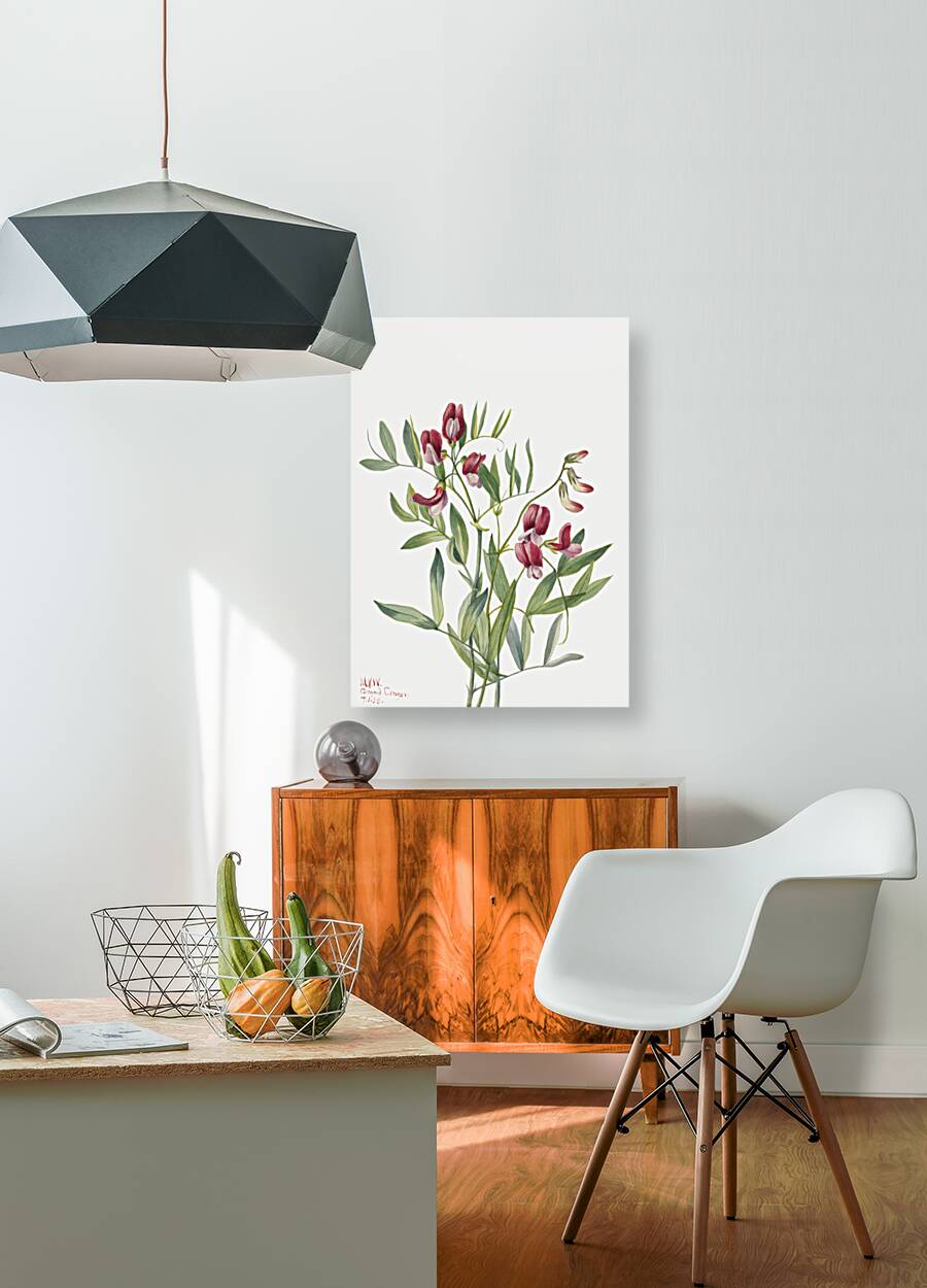 Wild Pea Lathyrus decaphyllus 1938 Reproduction