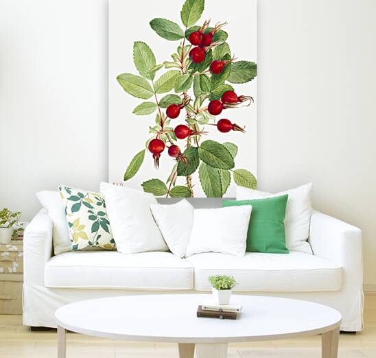 Bourgeau Rose Rosa bourgeauiana 1920 Reproduction