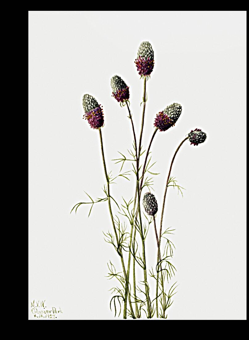 Purple Prairieclover Petalostemon purpureum 1927 Reproduction