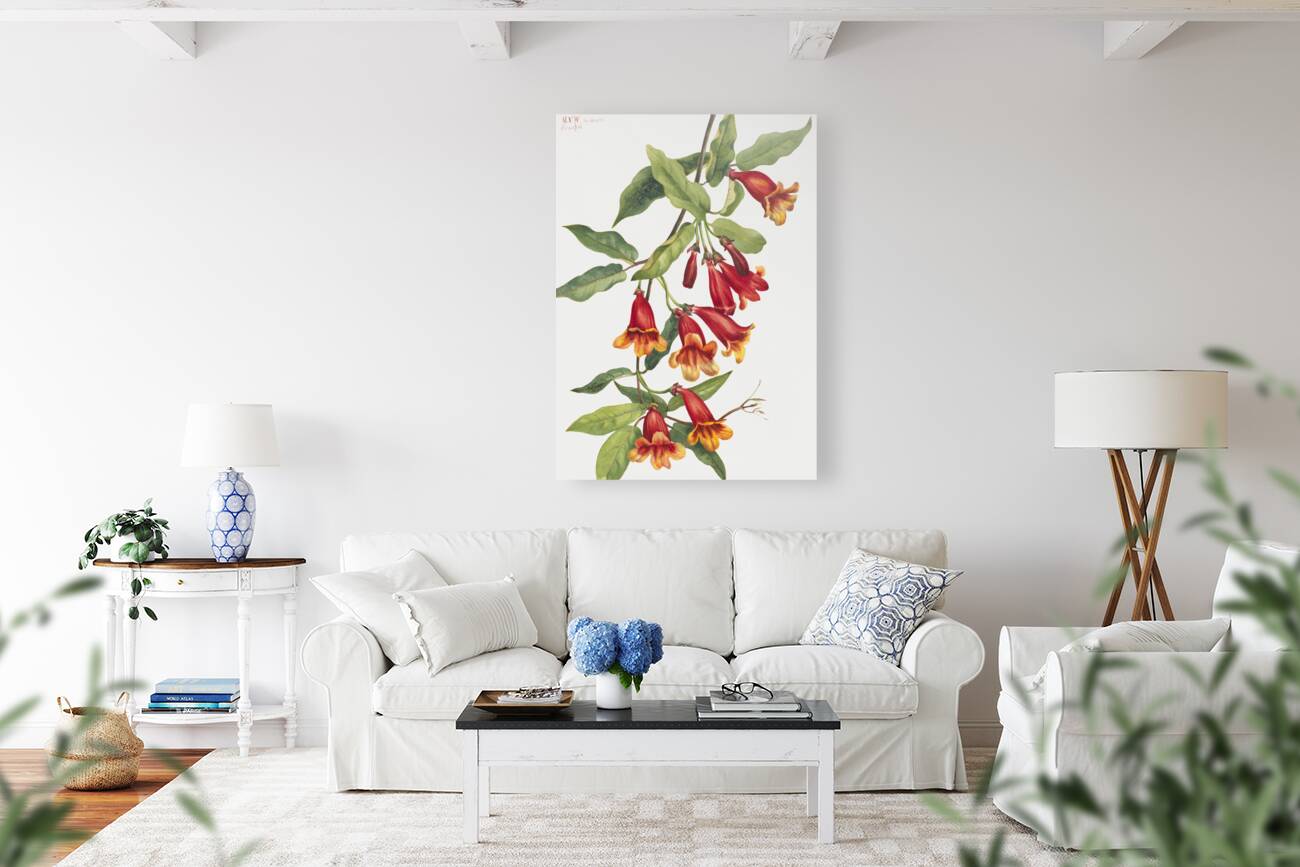 Crossvine Anisostichus capreolatus 1925 Reproduction