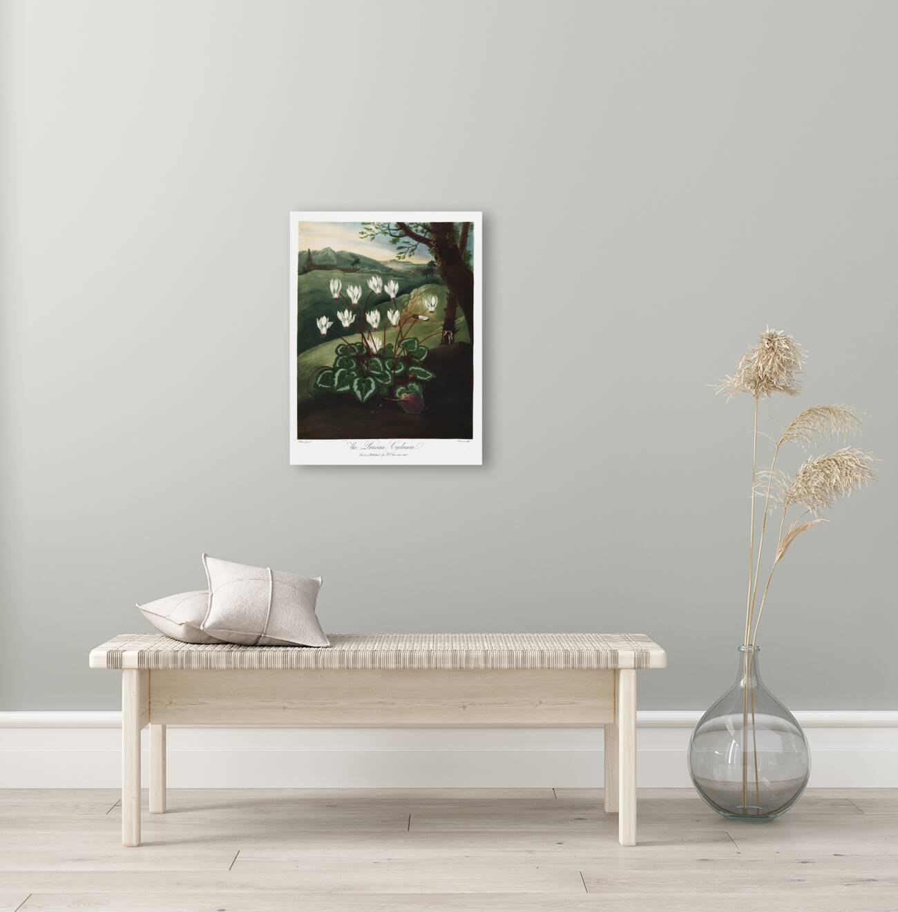 The Persian Cyclamen  Reproduction