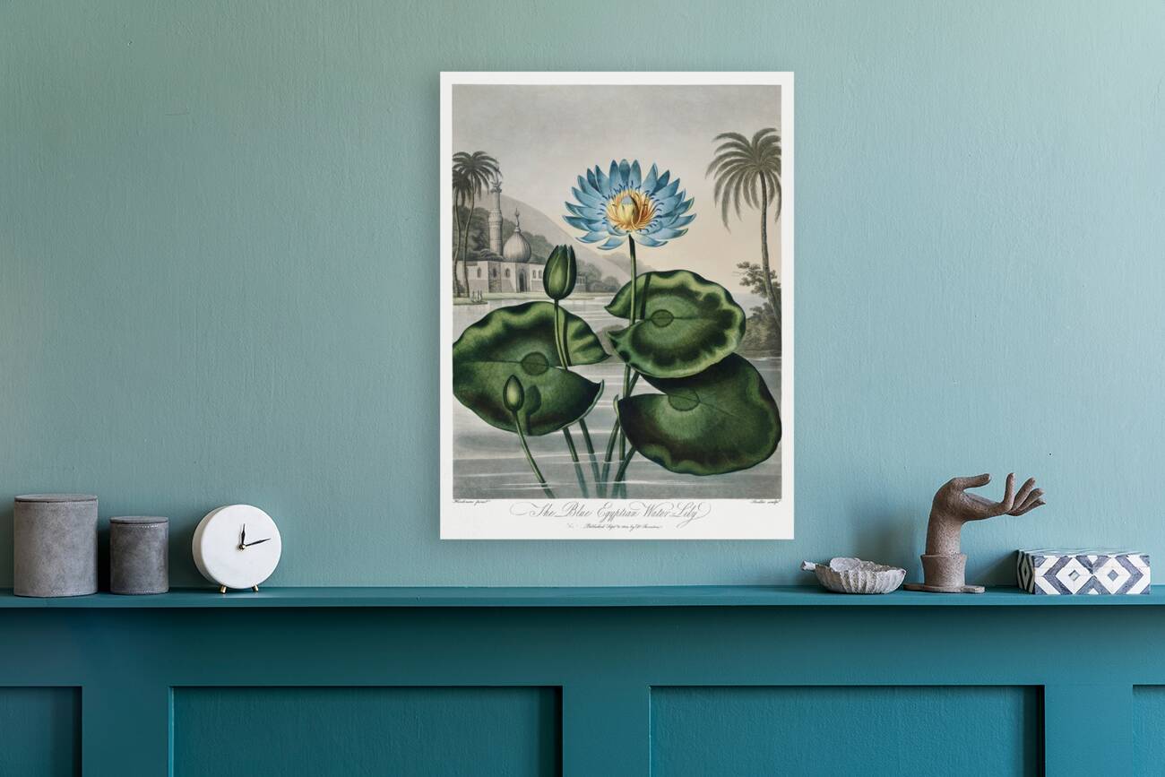 The Blue Egyptian Water-Lily Reproduction