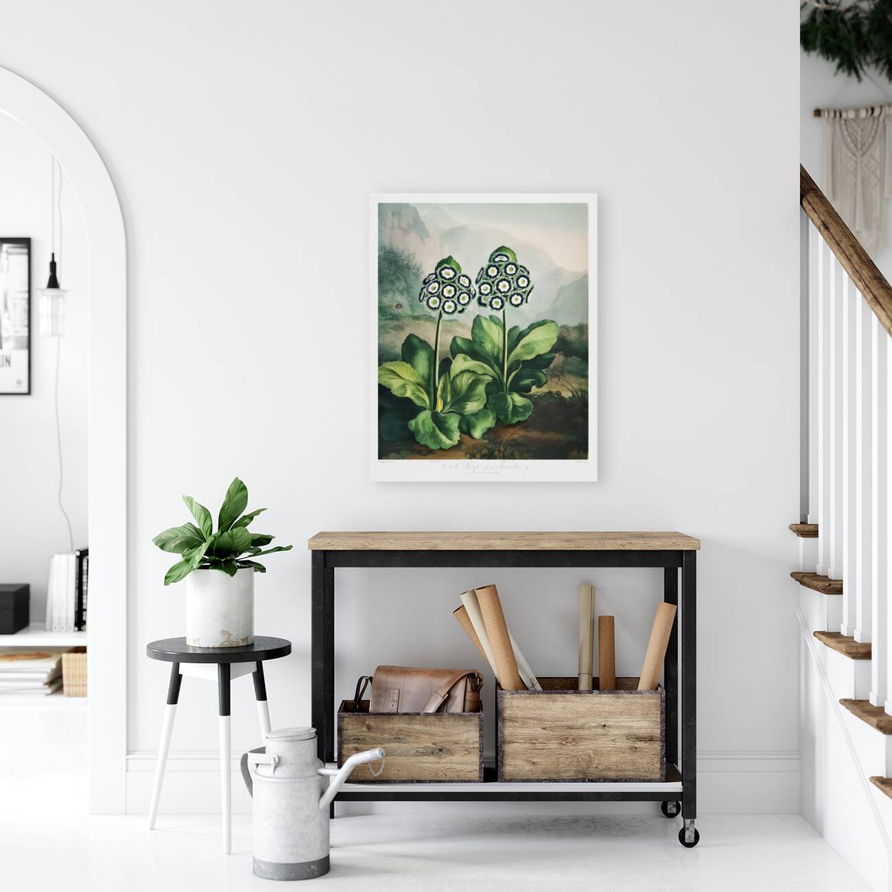 A Group of Auriculas Reproduction