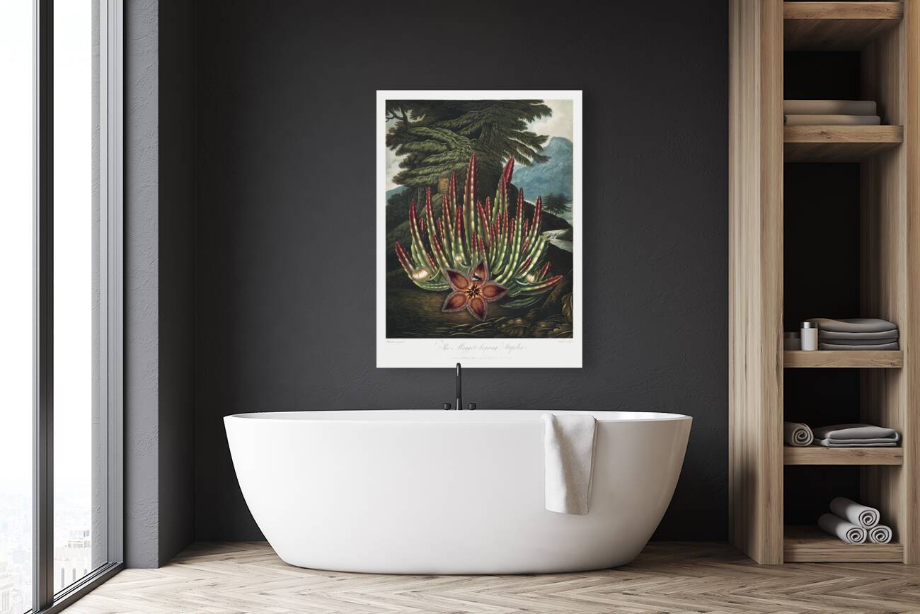 The Maggot–Bearing Stapelia Reproduction