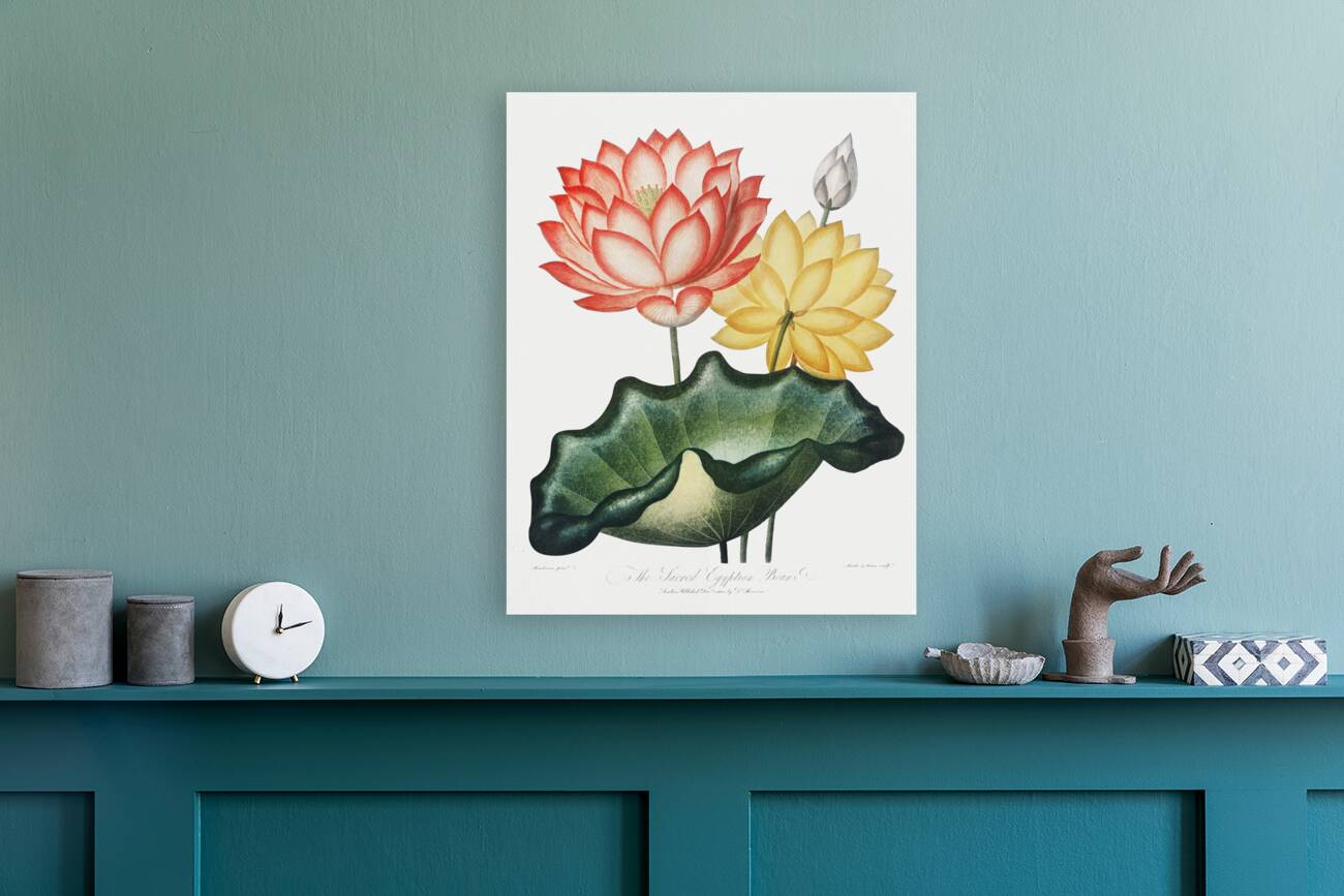 The Sacred Egyptian Bean Reproduction