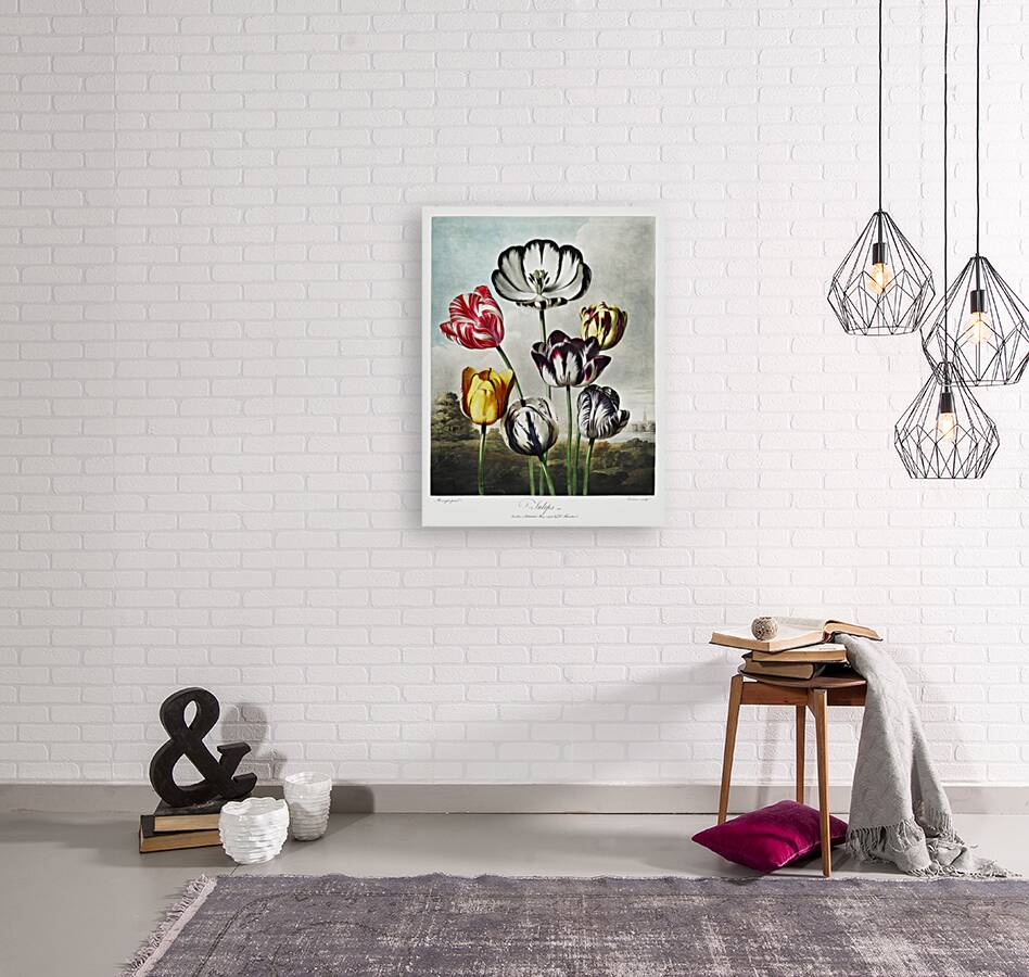 Tulips  Reproduction