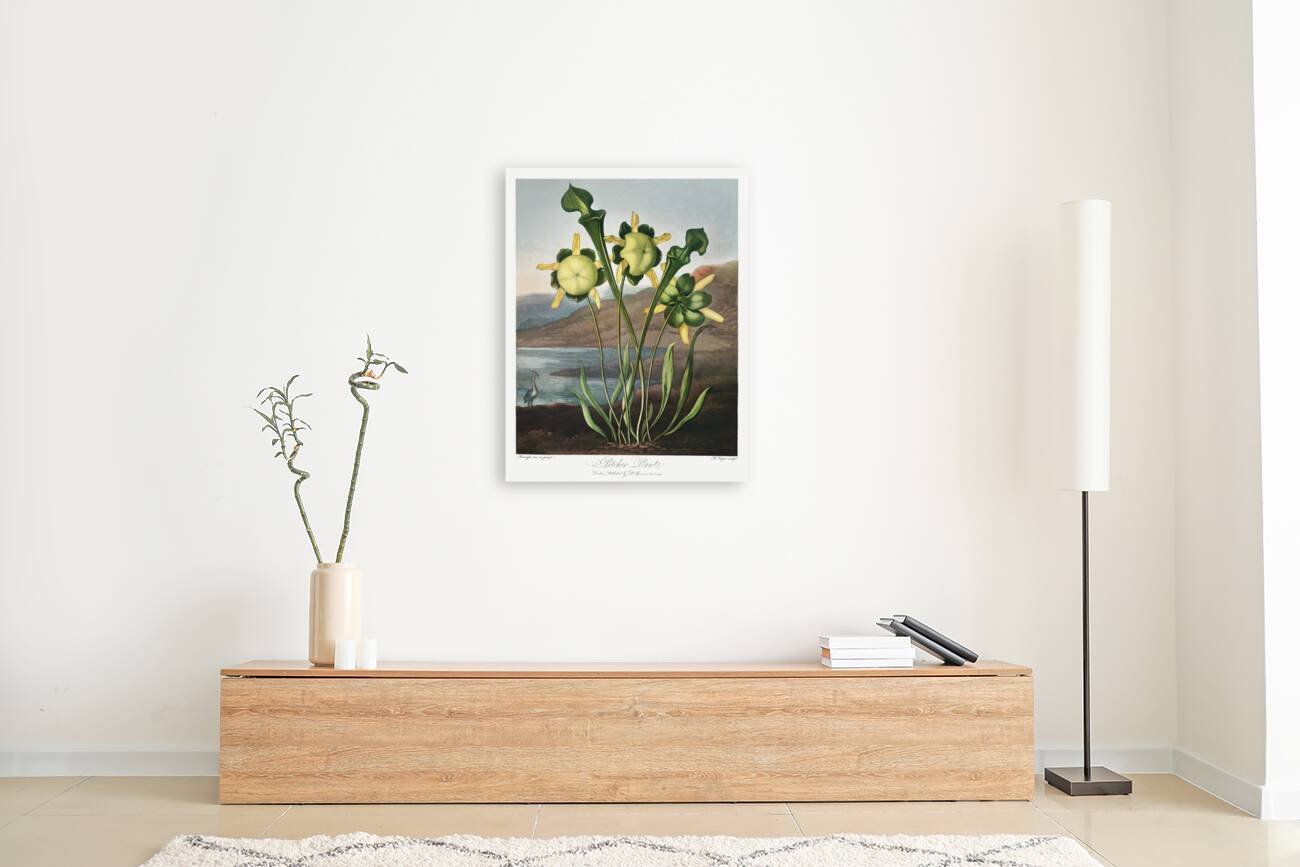 Pitcher Plant  Reproduction