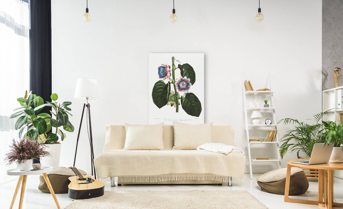 The Quadrangular Passion Flower  Reproduction