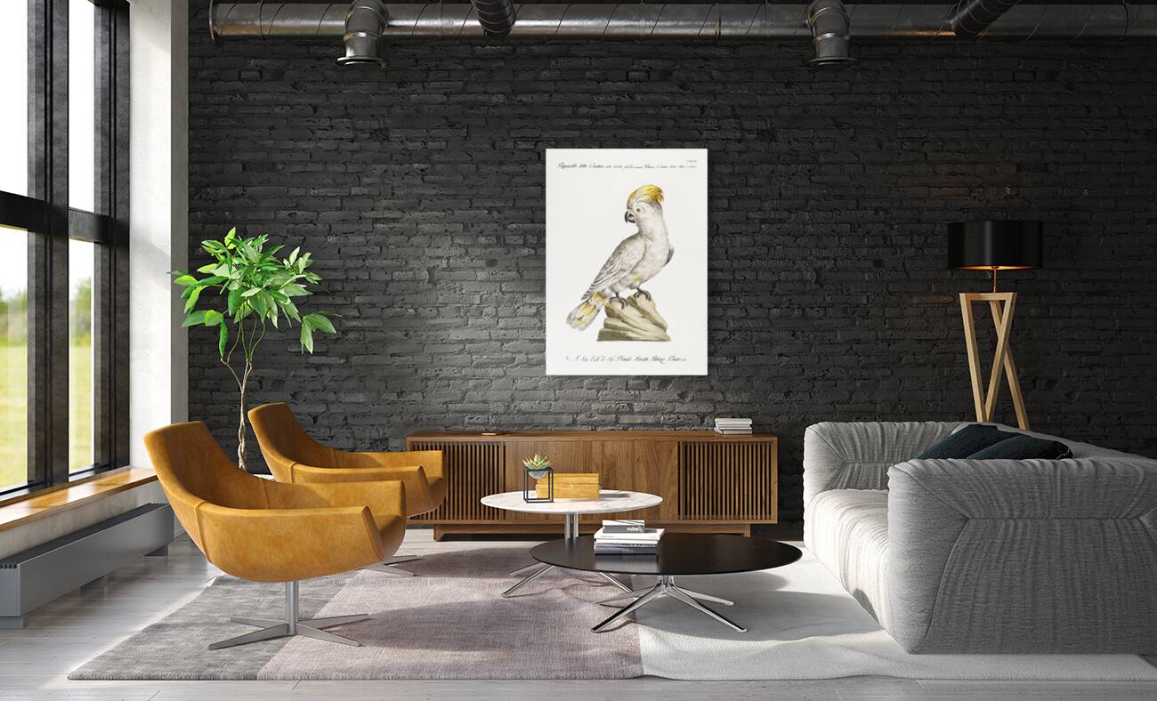 Pappagallo detto cacatua con cresta gialla Cockatoo Reproduction