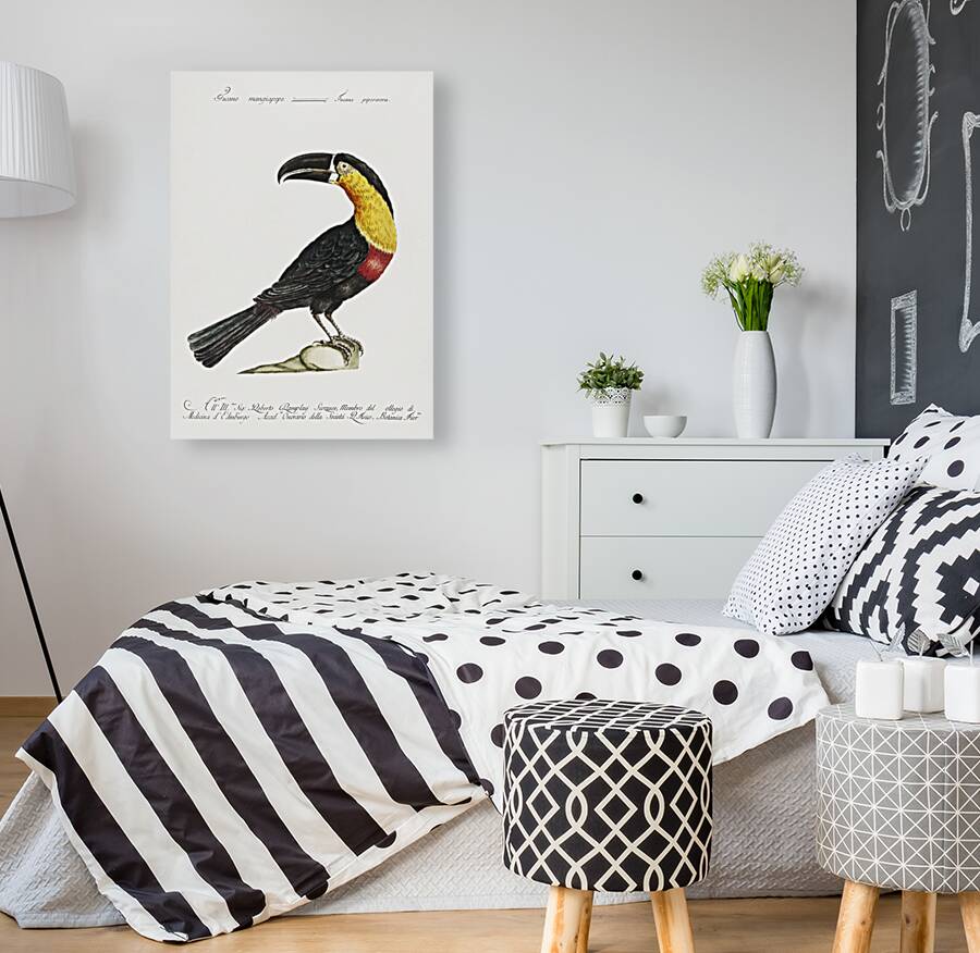 Tucana Piperivora Mangiapepe Toucan Reproduction