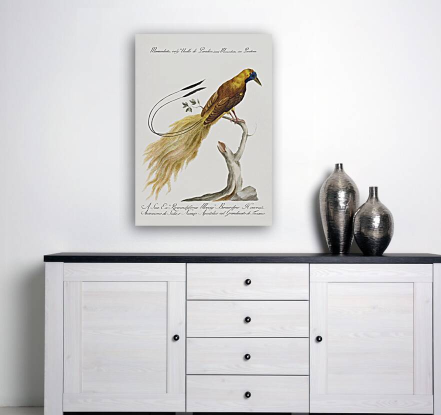 Manucodiata sive paradisaea Bird of Paradise Reproduction