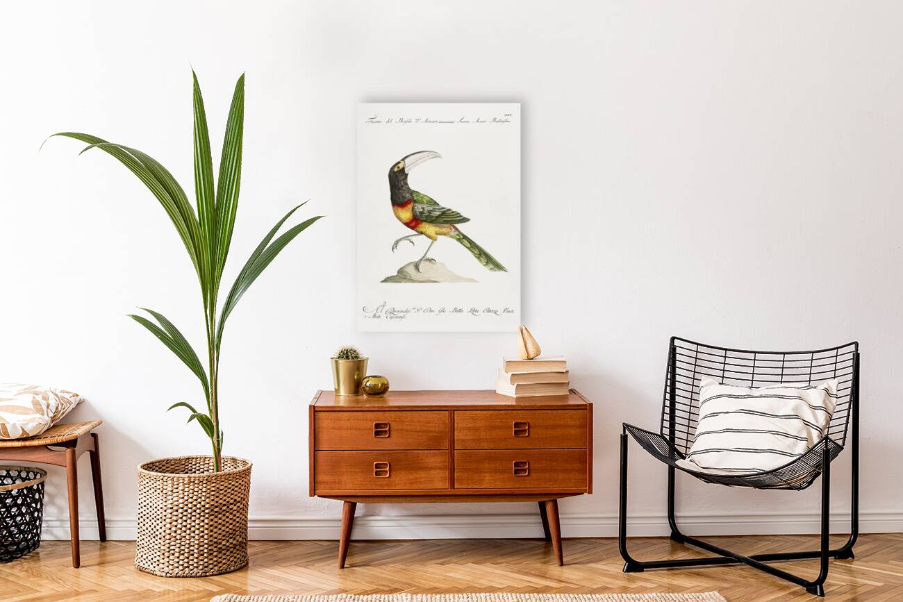 Tucana Aracari Brasilensibus Toucan Reproduction