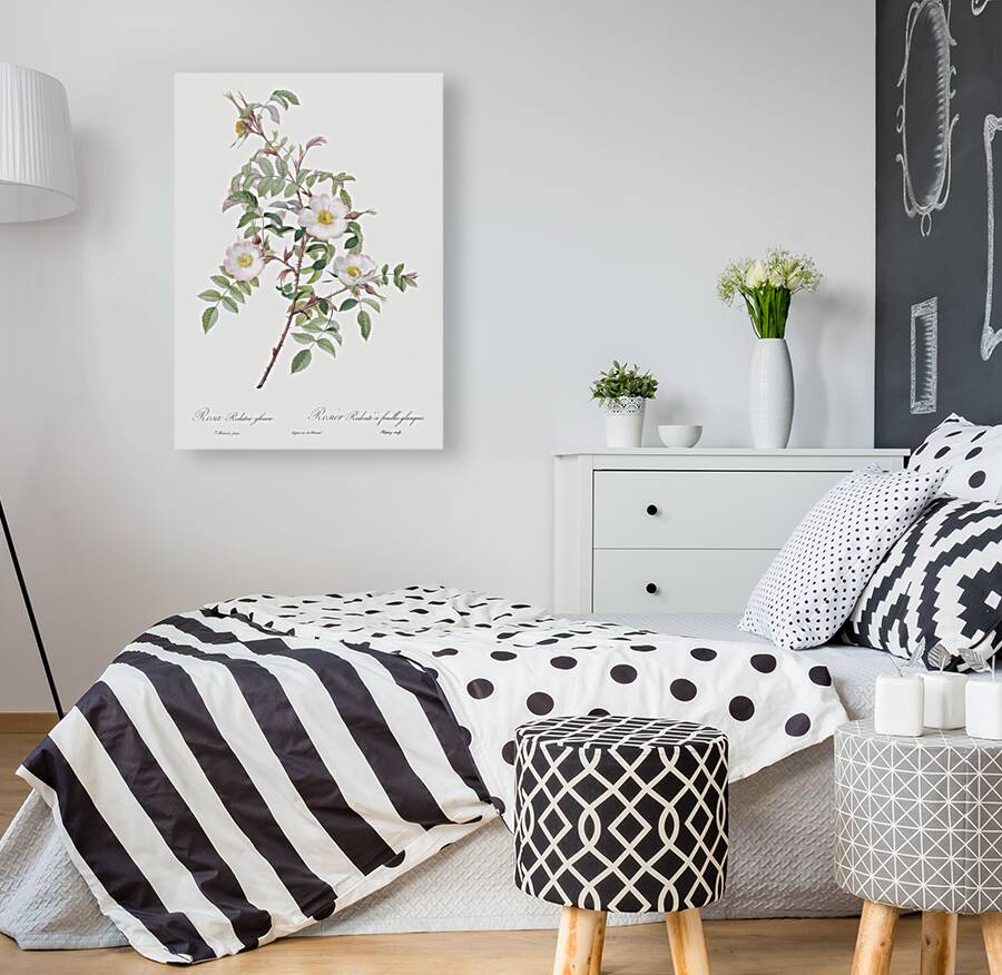 Pink boursault rose Reproduction