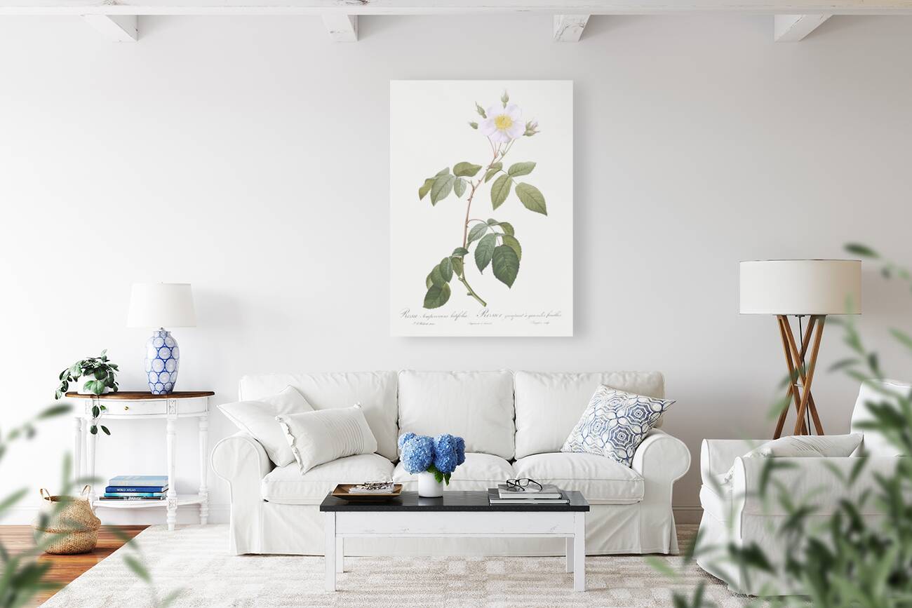 Big leaved climbing rose Reproduction