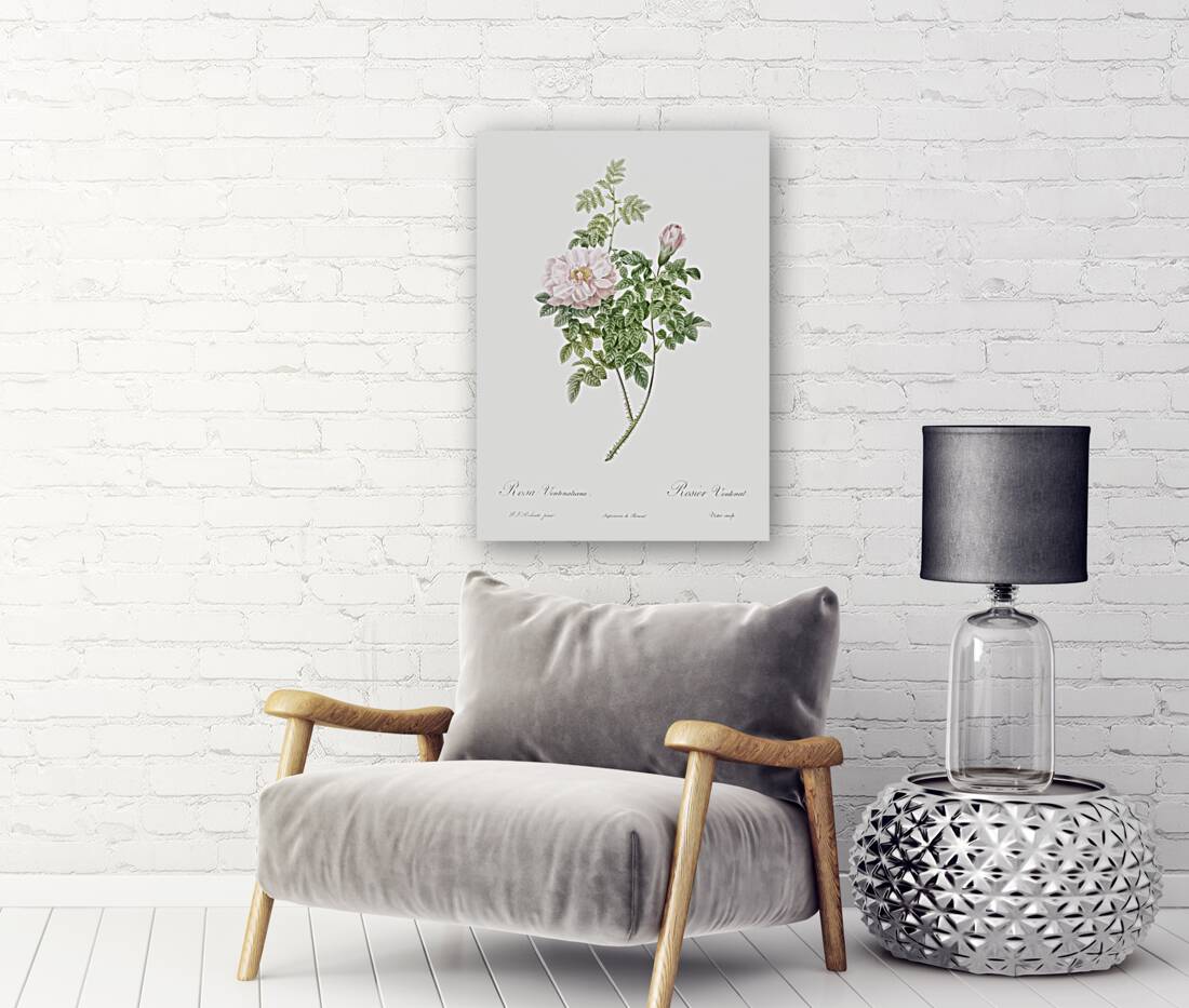 Ventenat rose in bloom Reproduction