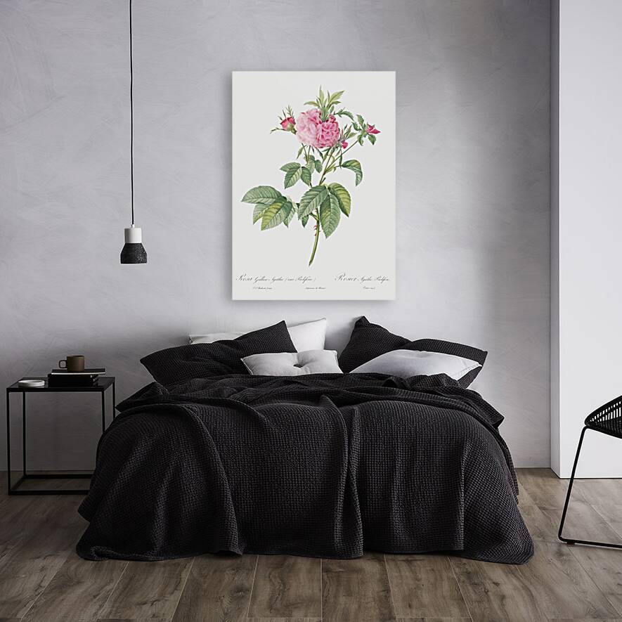 Pink agatha rose Reproduction