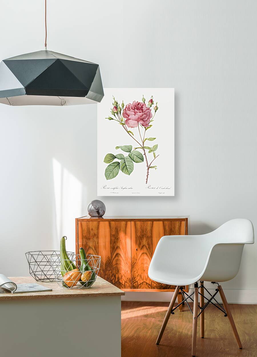 Pink agatha rose Reproduction