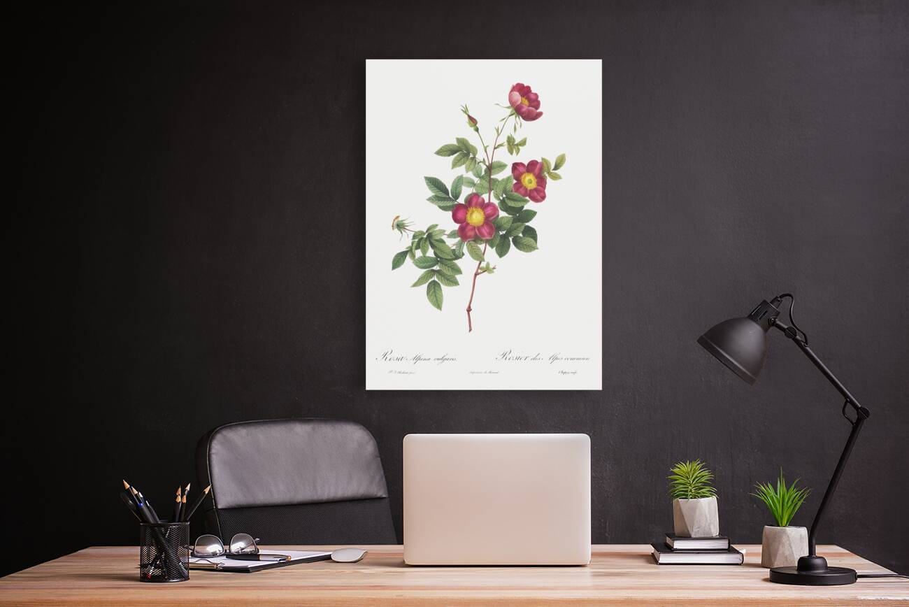 Blooming alpine rose Reproduction