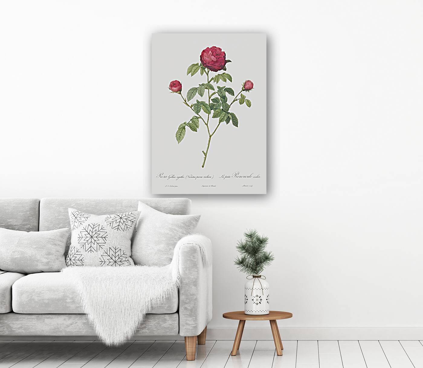 Agatha rose in bloom Reproduction