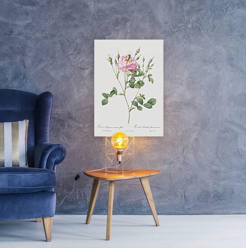 Anemone flowered sweetbriar rose Reproduction