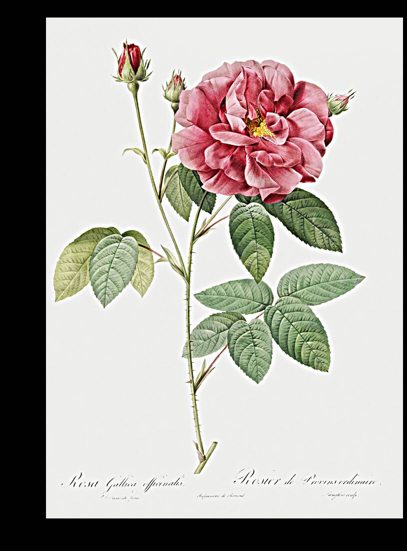 Vintage rosa gallica rose Reproduction