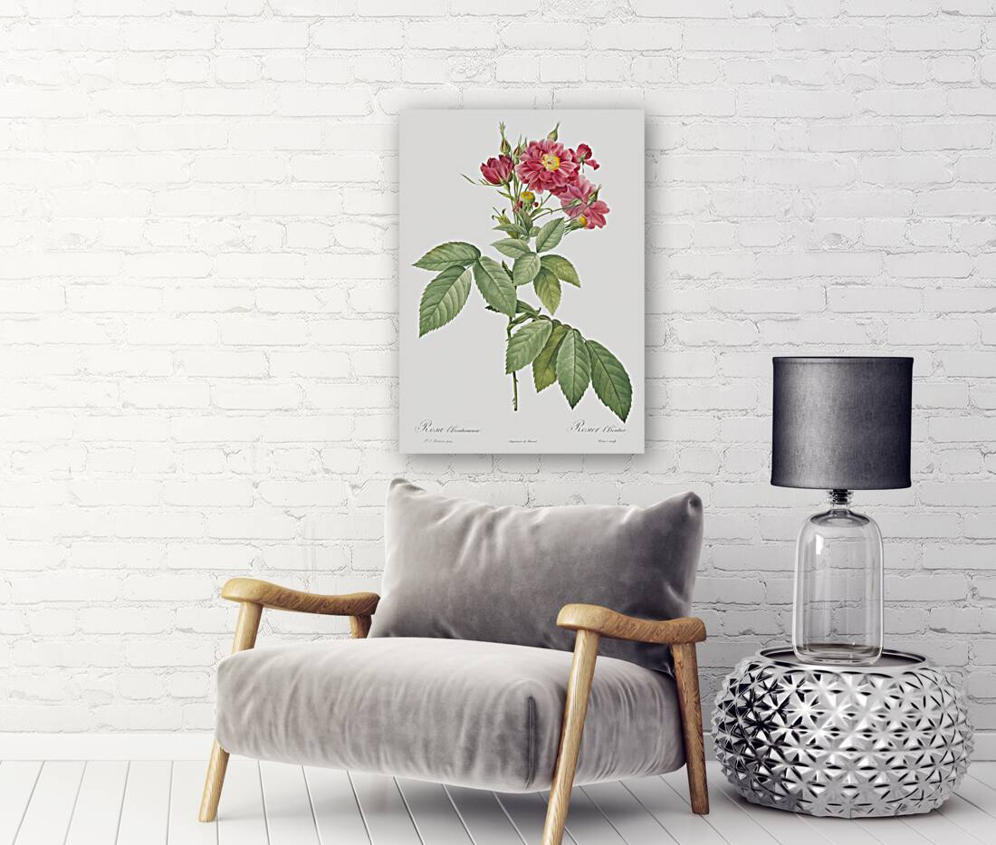 Vintage rosa gallica rose Reproduction