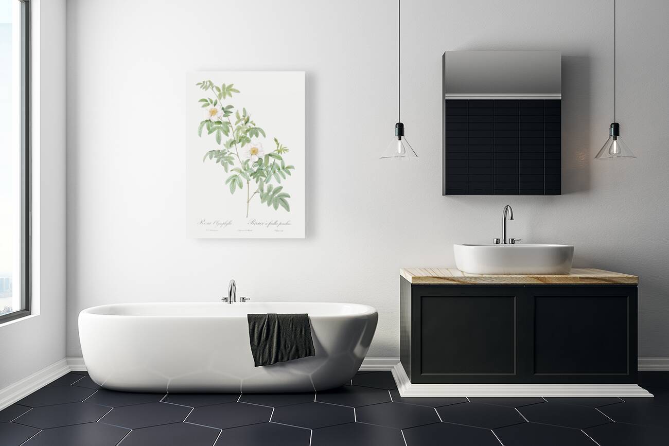 White rose shrub Reproduction