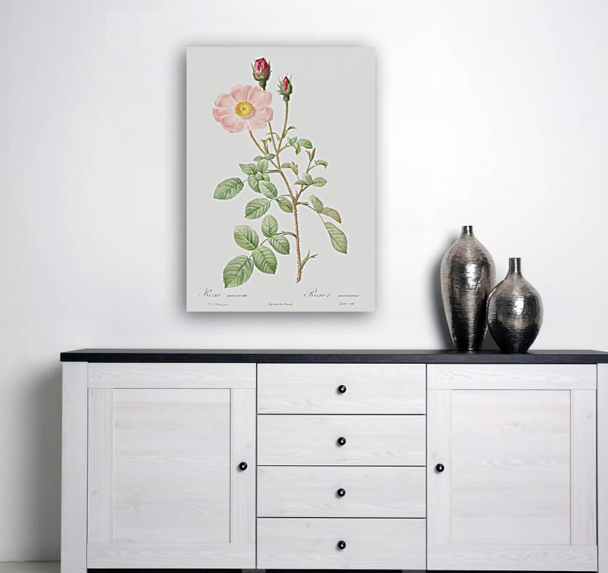 Vintage Musk rose Reproduction