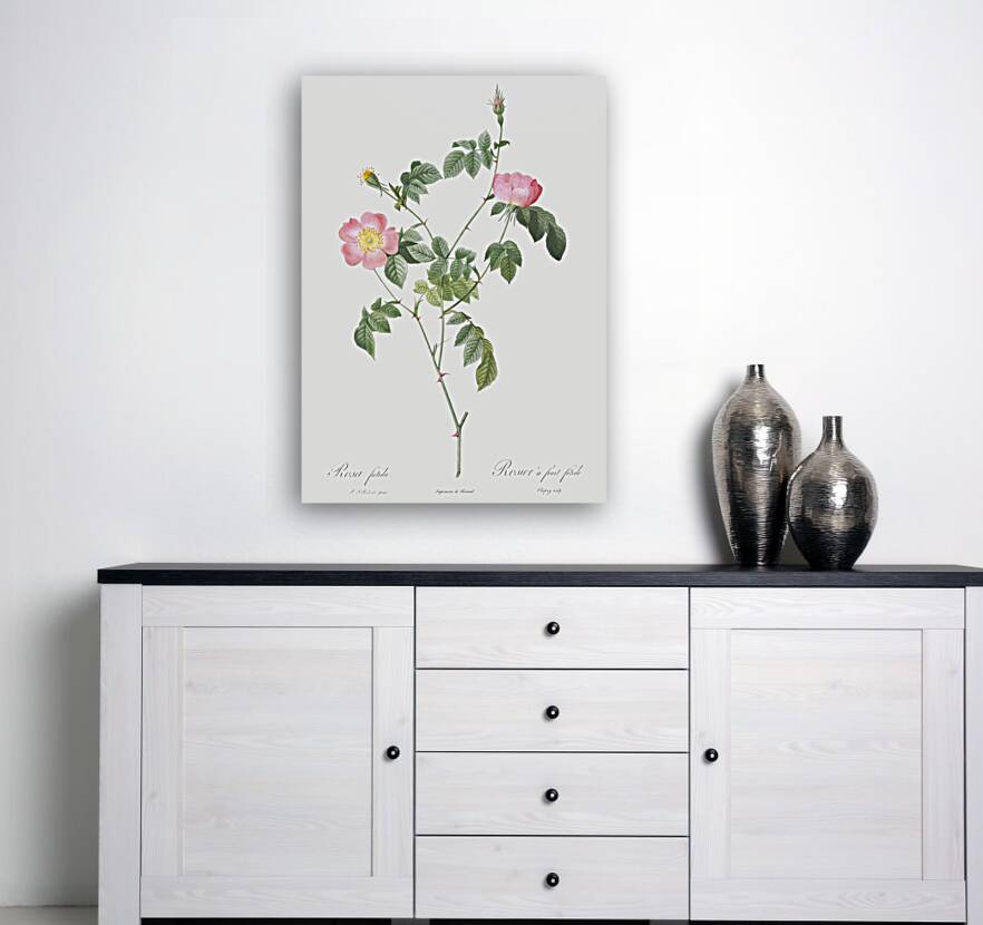 Pink Austrian copper rose Reproduction