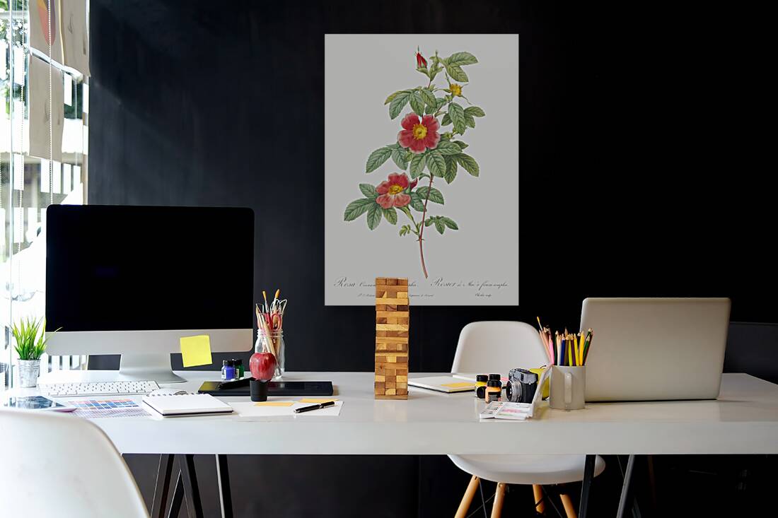 Blooming single may rose Reproduction