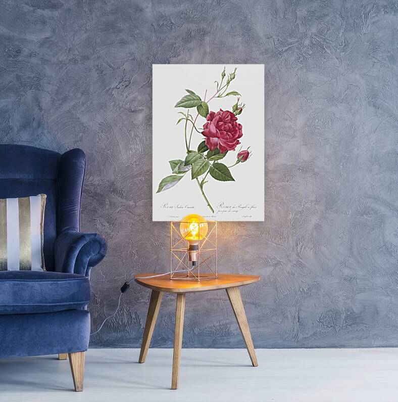 Red bengal rose Reproduction