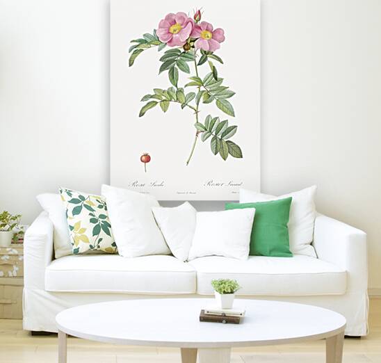 Rosa lucida rose Reproduction