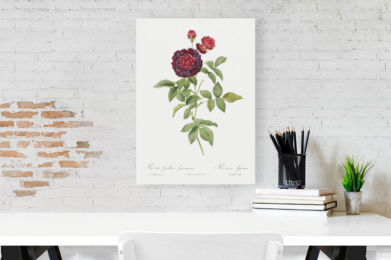 One hundred leaved rose Reproduction