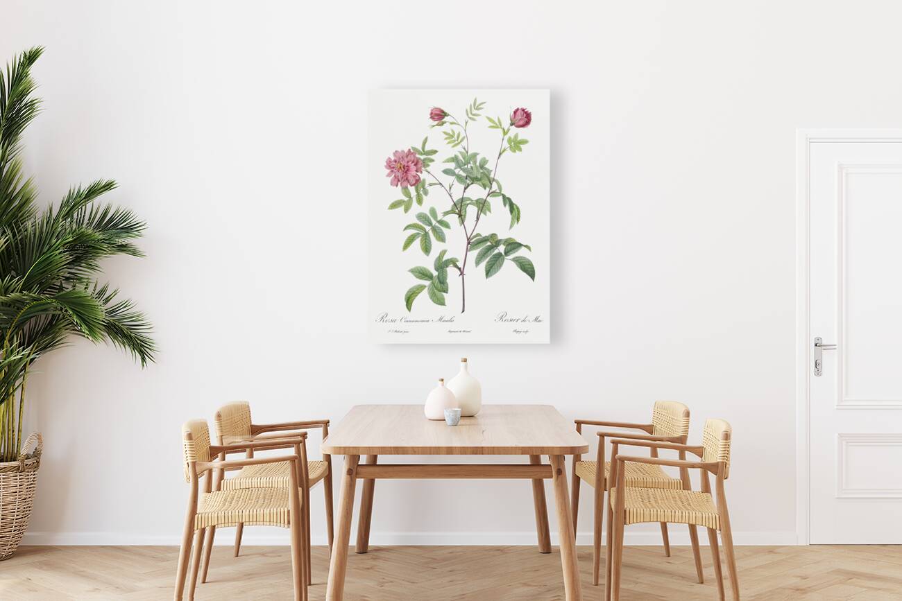 Vintage cinnamon rose Reproduction