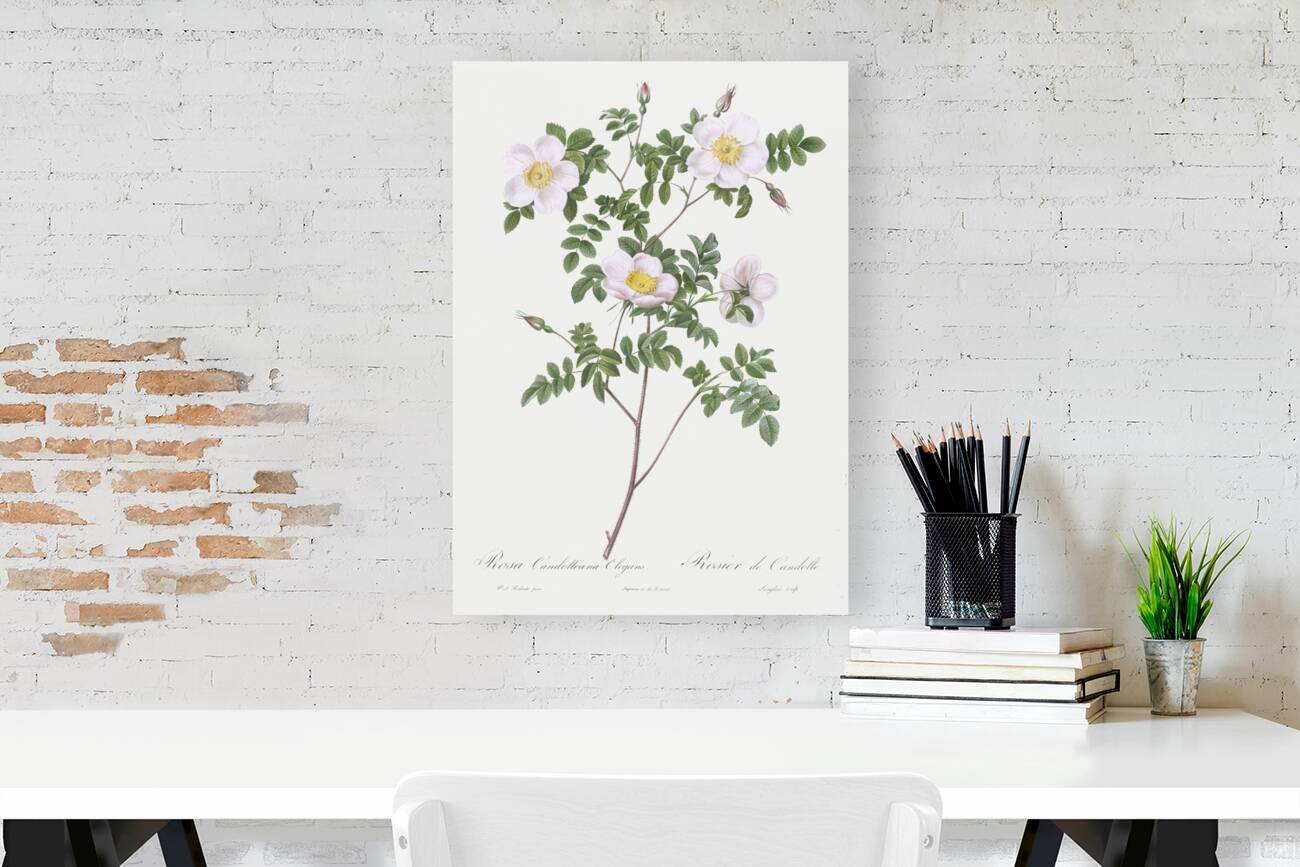 Vintage pink rosebush Reproduction