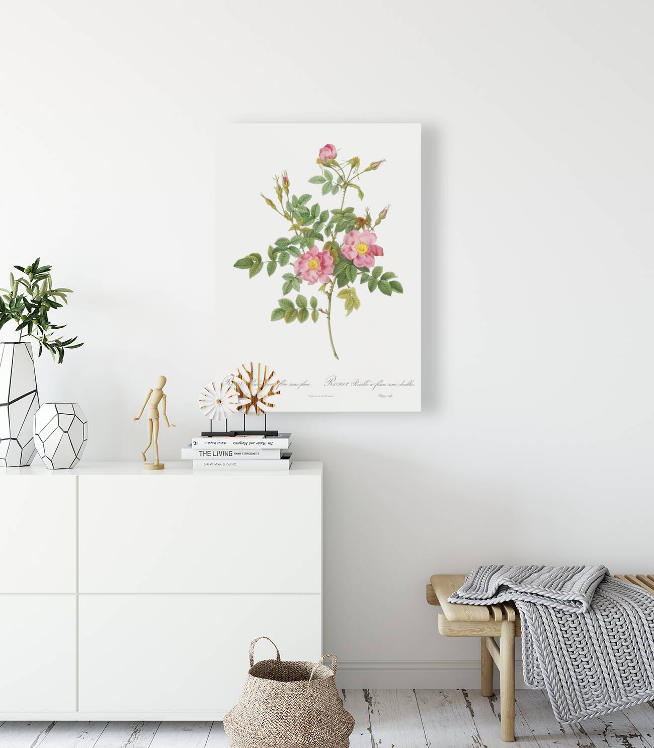 Burgundy cabbage rose in bloom Reproduction