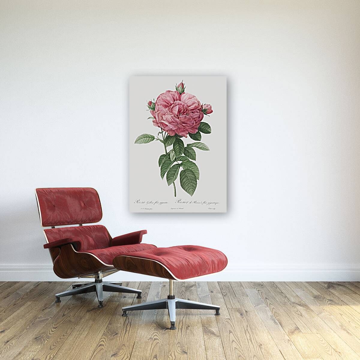 Burgundy cabbage rose in bloom Reproduction