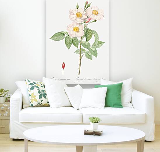 Blooming damask roses Reproduction