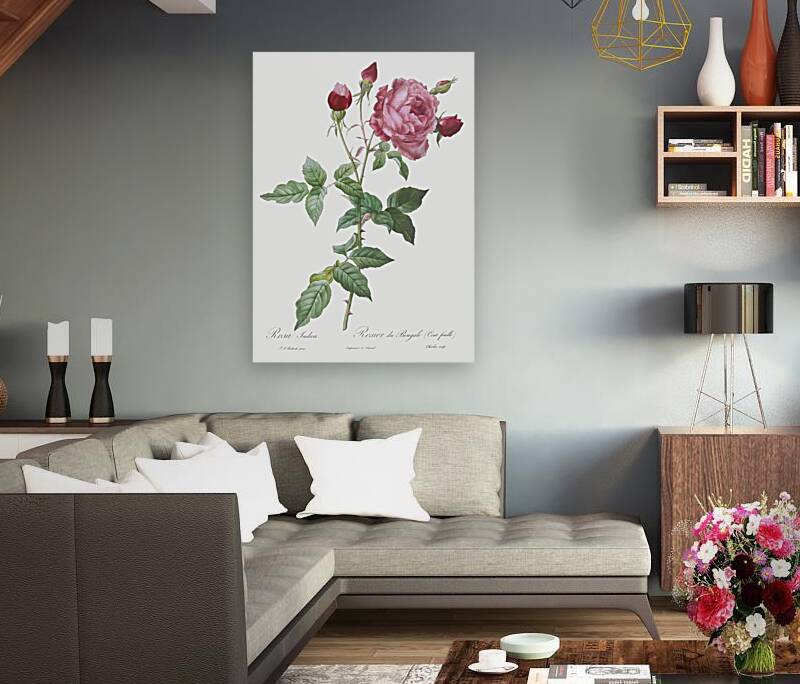 Blooming pink cabbage rose Reproduction