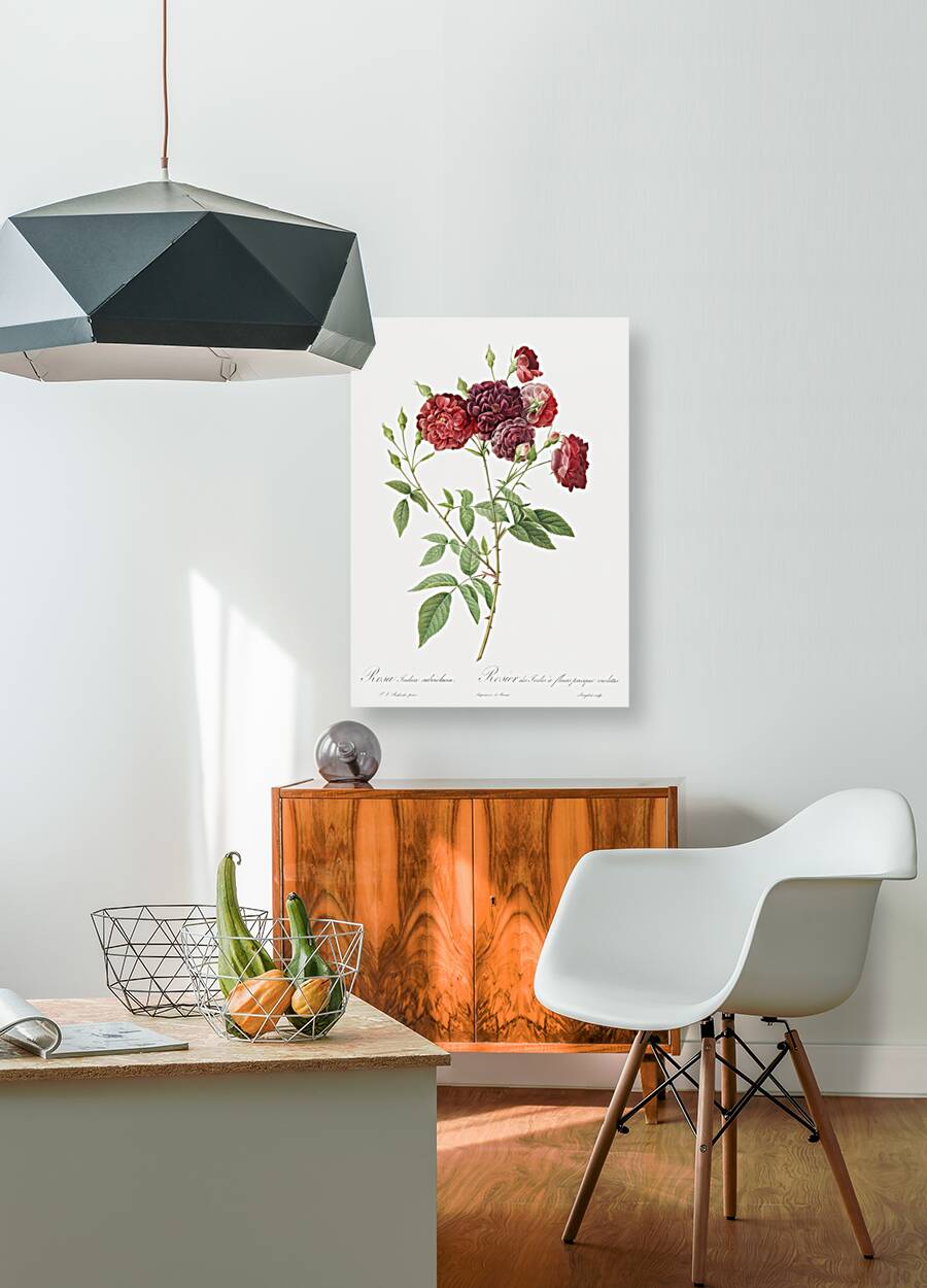 Ternaux rose in bloom Reproduction