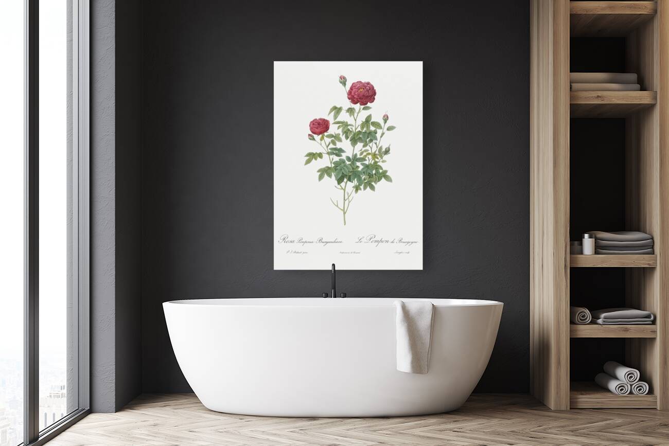 Burgundy cabbage rose in bloom Reproduction